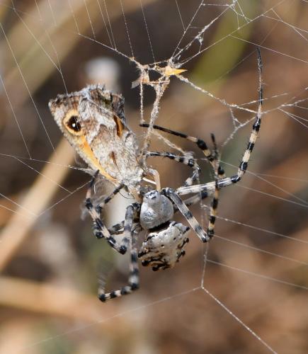 Réf. 236 221 : Argiope lobata